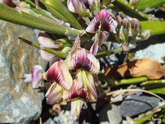 Carmichaelia astonii