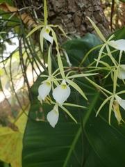 Brassavola tuberculata