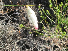 Johnsonia lupulina