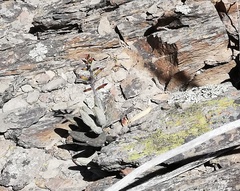 Adromischus filicaulis