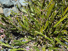 Carmichaelia astonii