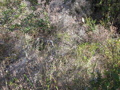 Johnsonia lupulina