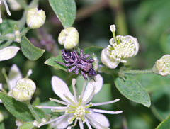 Habronattus cuspidatus