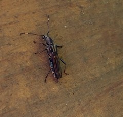 Thranius multinotatus