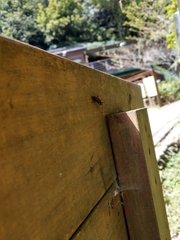 Thranius multinotatus