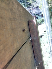 Thranius multinotatus