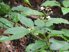 Rubus adenotrichos