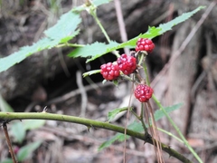 Rubus adenotrichos