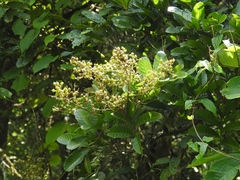 Cupania glabra