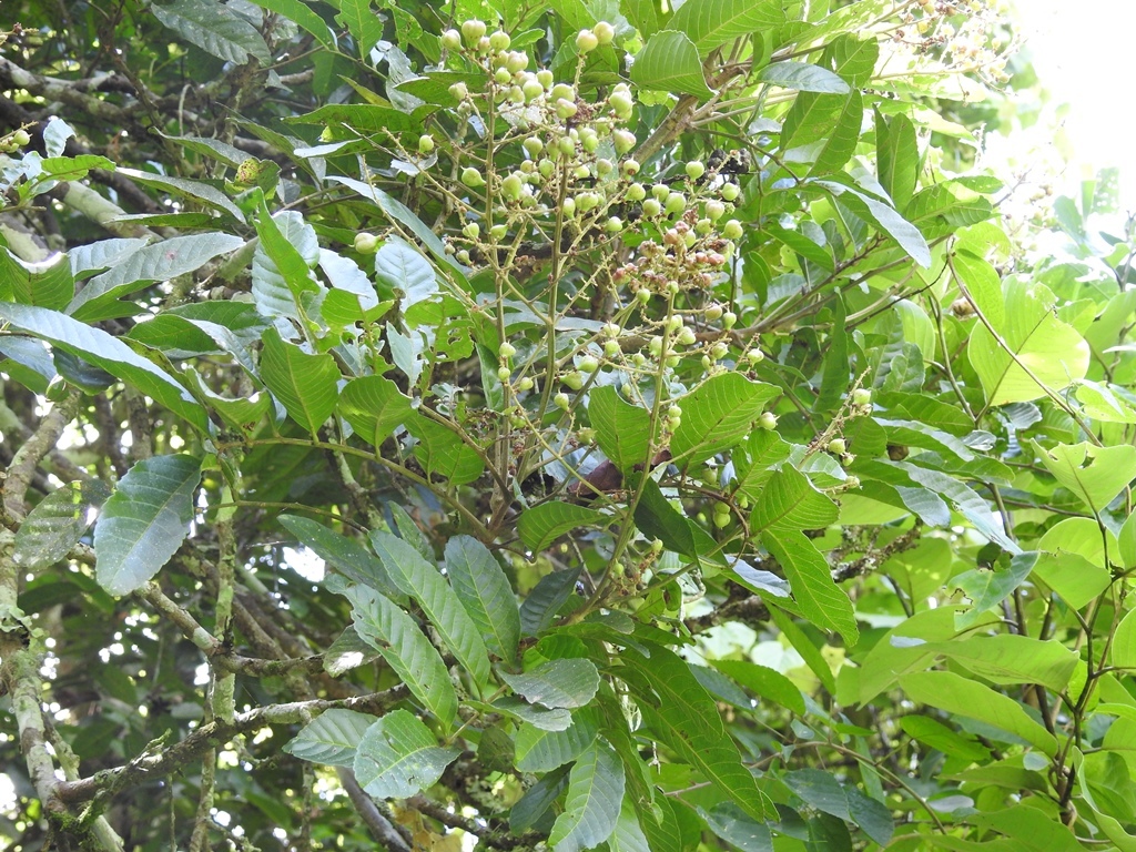 Cupania glabra