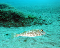 Sphoeroides marmoratus