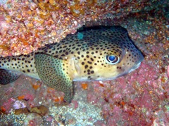 Chilomycterus reticulatus