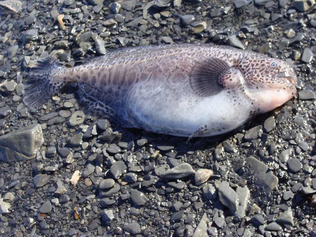 Fan-tailed rag-fish (Icosteus aenigmaticus) — Icosteidae