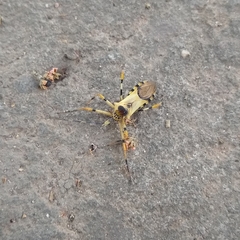 Zelus armillatus