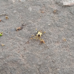 Zelus armillatus