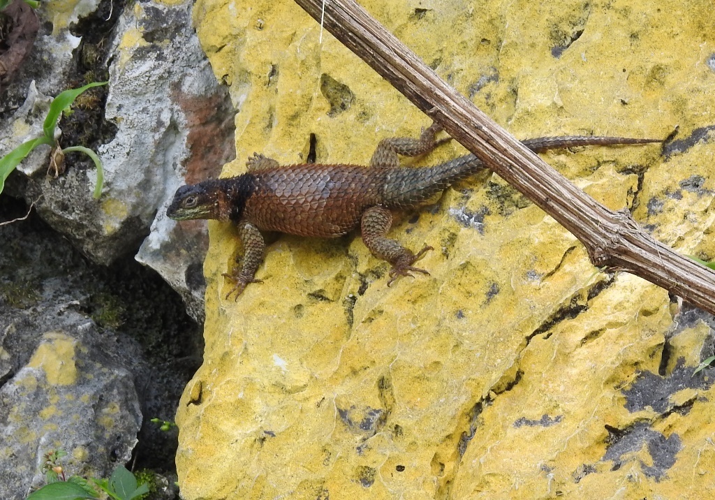 Chiapan Rough-scaled Lizard