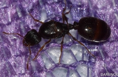 Tetramorium caespitum