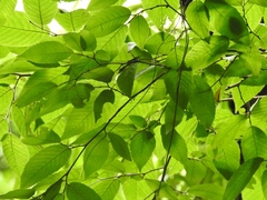 Ulmus mexicana