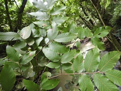 Ulmus mexicana