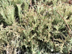 Cladonia multiformis