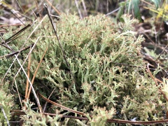 Cladonia multiformis