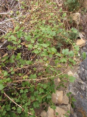 Ribes aciculare