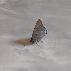 Parrhasius polibetes