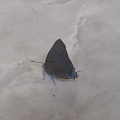 Parrhasius polibetes