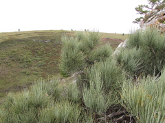 Ephedra equisetina