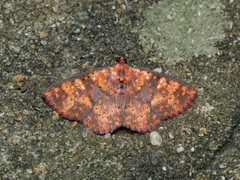 Sarobides inconclusa