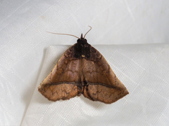 Pangrapta metagona