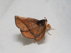 Pangrapta metagona