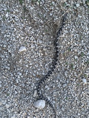 Pantherophis obsoletus