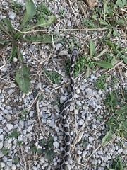 Pantherophis obsoletus