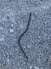 Pantherophis obsoletus