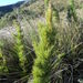 Chusquea pinifolia - Photo (c) Igor Azevedo, algunos derechos reservados (CC BY-NC), subido por Igor Azevedo