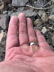 Euphorbia gracillima