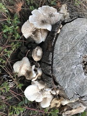 Lentinus tigrinus