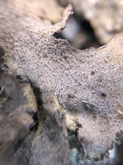 Dermatocarpon muhlenbergii