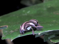 Sternuchopsis triangulifer