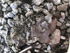 Dermatocarpon muhlenbergii