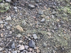 Euphorbia gracillima