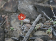 Delosperma neethlingiae