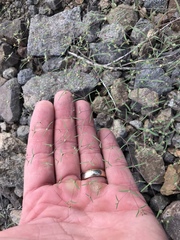 Euphorbia gracillima