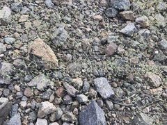 Euphorbia gracillima