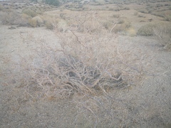 Psorothamnus arborescens