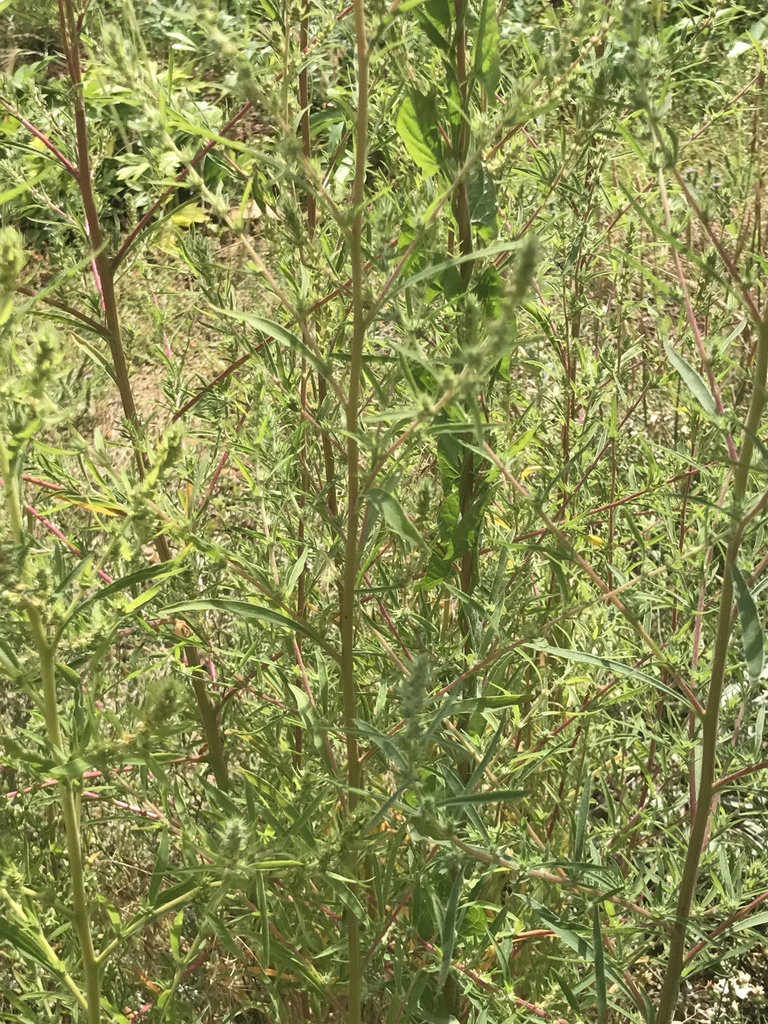 Slender Russian-thistle (Plants of Lory State Park) · iNaturalist