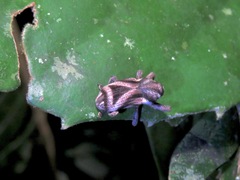 Sternuchopsis triangulifer