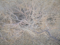 Psorothamnus arborescens