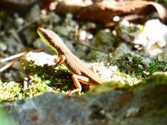 Takydromus intermedius